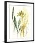 Kelp Collection VI-June Vess-Framed Art Print