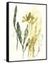 Kelp Collection VI-June Vess-Framed Stretched Canvas