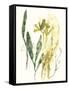 Kelp Collection VI-June Vess-Framed Stretched Canvas