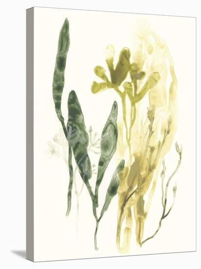 Kelp Collection VI-June Vess-Stretched Canvas