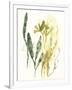 Kelp Collection VI-June Vess-Framed Art Print