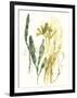 Kelp Collection VI-June Vess-Framed Art Print