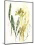 Kelp Collection VI-June Vess-Mounted Art Print