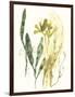 Kelp Collection VI-June Vess-Framed Art Print