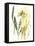Kelp Collection VI-June Vess-Framed Stretched Canvas