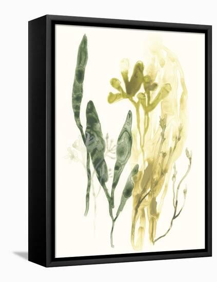 Kelp Collection VI-June Vess-Framed Stretched Canvas