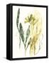 Kelp Collection VI-June Vess-Framed Stretched Canvas