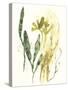 Kelp Collection VI-June Vess-Stretched Canvas