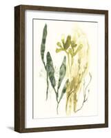 Kelp Collection VI-June Vess-Framed Art Print