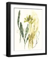 Kelp Collection VI-June Vess-Framed Art Print
