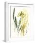 Kelp Collection VI-June Vess-Framed Art Print