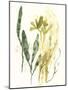 Kelp Collection VI-June Vess-Mounted Art Print