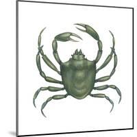 Kelp Crab (Pugettia Producta), Crustaceans-Encyclopaedia Britannica-Mounted Poster