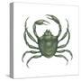 Kelp Crab (Pugettia Producta), Crustaceans-Encyclopaedia Britannica-Stretched Canvas