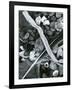 Kelp, Feather, Rock, Carmel Beach, California, 1956-Brett Weston-Framed Photographic Print