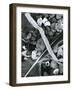 Kelp, Feather, Rock, Carmel Beach, California, 1956-Brett Weston-Framed Photographic Print