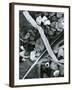 Kelp, Feather, Rock, Carmel Beach, California, 1956-Brett Weston-Framed Photographic Print