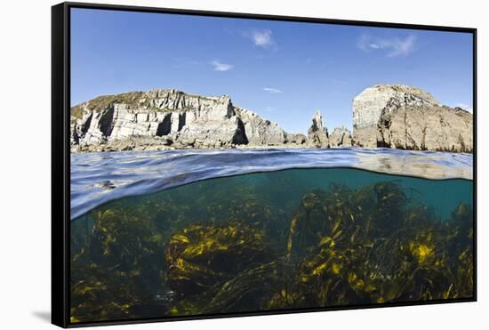 Kelp Forest (Laminaria Sp) Growing Beneath the Cliffs of Lundy Island, Devon, UK-Alex Mustard-Framed Stretched Canvas