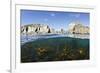 Kelp Forest (Laminaria Sp) Growing Beneath the Cliffs of Lundy Island, Devon, UK-Alex Mustard-Framed Photographic Print