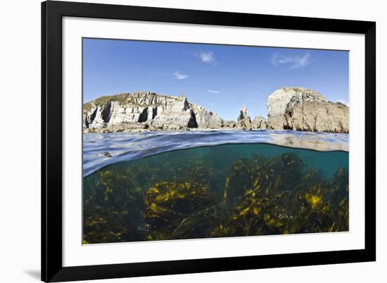 Kelp Forest (Laminaria Sp) Growing Beneath the Cliffs of Lundy Island, Devon, UK-Alex Mustard-Framed Photographic Print