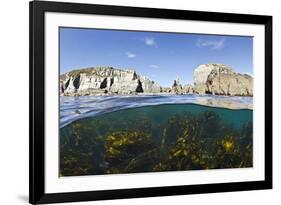 Kelp Forest (Laminaria Sp) Growing Beneath the Cliffs of Lundy Island, Devon, UK-Alex Mustard-Framed Photographic Print
