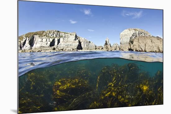 Kelp Forest (Laminaria Sp) Growing Beneath the Cliffs of Lundy Island, Devon, UK-Alex Mustard-Mounted Photographic Print