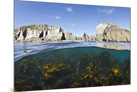Kelp Forest (Laminaria Sp) Growing Beneath the Cliffs of Lundy Island, Devon, UK-Alex Mustard-Mounted Photographic Print