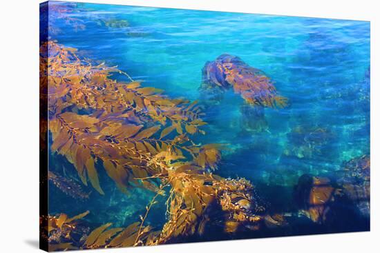 Kelp Forest-photojohn830-Stretched Canvas