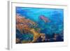 Kelp Forest-photojohn830-Framed Photographic Print