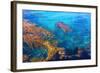 Kelp Forest-photojohn830-Framed Photographic Print