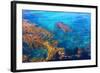 Kelp Forest-photojohn830-Framed Photographic Print