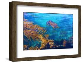 Kelp Forest-photojohn830-Framed Photographic Print