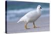 Kelp Goose (Chloephaga Hybrida), Male-Martin Zwick-Stretched Canvas