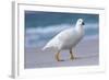 Kelp Goose (Chloephaga Hybrida), Male-Martin Zwick-Framed Photographic Print