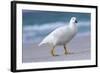 Kelp Goose (Chloephaga Hybrida), Male-Martin Zwick-Framed Photographic Print