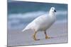 Kelp Goose (Chloephaga Hybrida), Male-Martin Zwick-Mounted Photographic Print