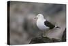 Kelp Gull on a Rock-DLILLC-Stretched Canvas