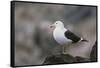 Kelp Gull on a Rock-DLILLC-Framed Stretched Canvas