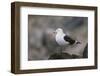 Kelp Gull on a Rock-DLILLC-Framed Photographic Print