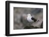 Kelp Gull on a Rock-DLILLC-Framed Photographic Print