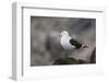 Kelp Gull on a Rock-DLILLC-Framed Photographic Print