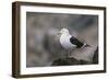 Kelp Gull on a Rock-DLILLC-Framed Photographic Print