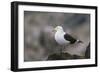 Kelp Gull on a Rock-DLILLC-Framed Photographic Print