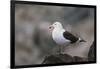 Kelp Gull on a Rock-DLILLC-Framed Photographic Print