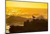 Kelp gull on rocky shore at sunset, South Africa-Juan Carlos Munoz-Mounted Photographic Print