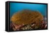 Kelp on Cuverville Island, Antarctic Peninsula, Antarctica-null-Framed Stretched Canvas