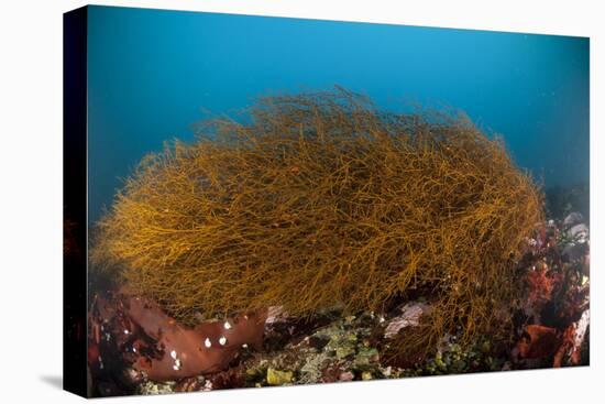 Kelp on Cuverville Island, Antarctic Peninsula, Antarctica-null-Stretched Canvas