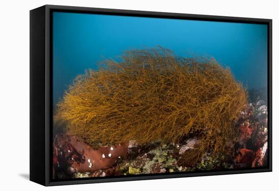 Kelp on Cuverville Island, Antarctic Peninsula, Antarctica-null-Framed Stretched Canvas