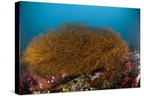 Kelp on Cuverville Island, Antarctic Peninsula, Antarctica-null-Stretched Canvas