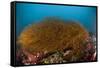 Kelp on Cuverville Island, Antarctic Peninsula, Antarctica-null-Framed Stretched Canvas